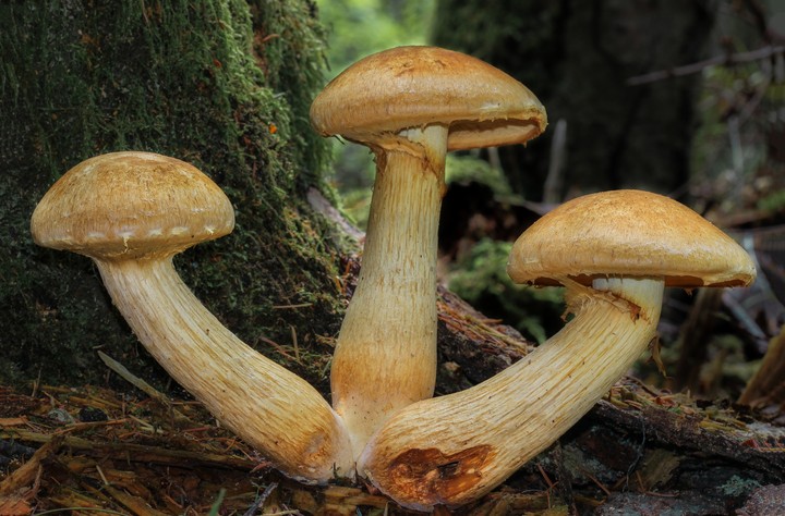 Um viridans de Gymnopilus