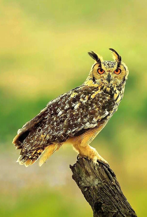 Owl