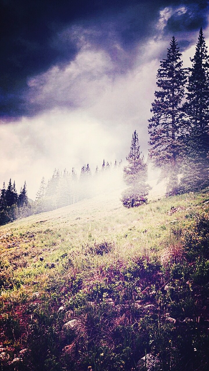 Nature Fog