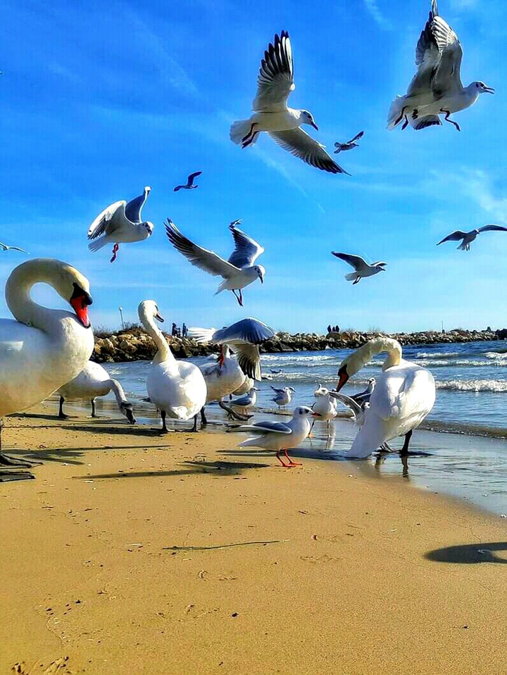 sea birds