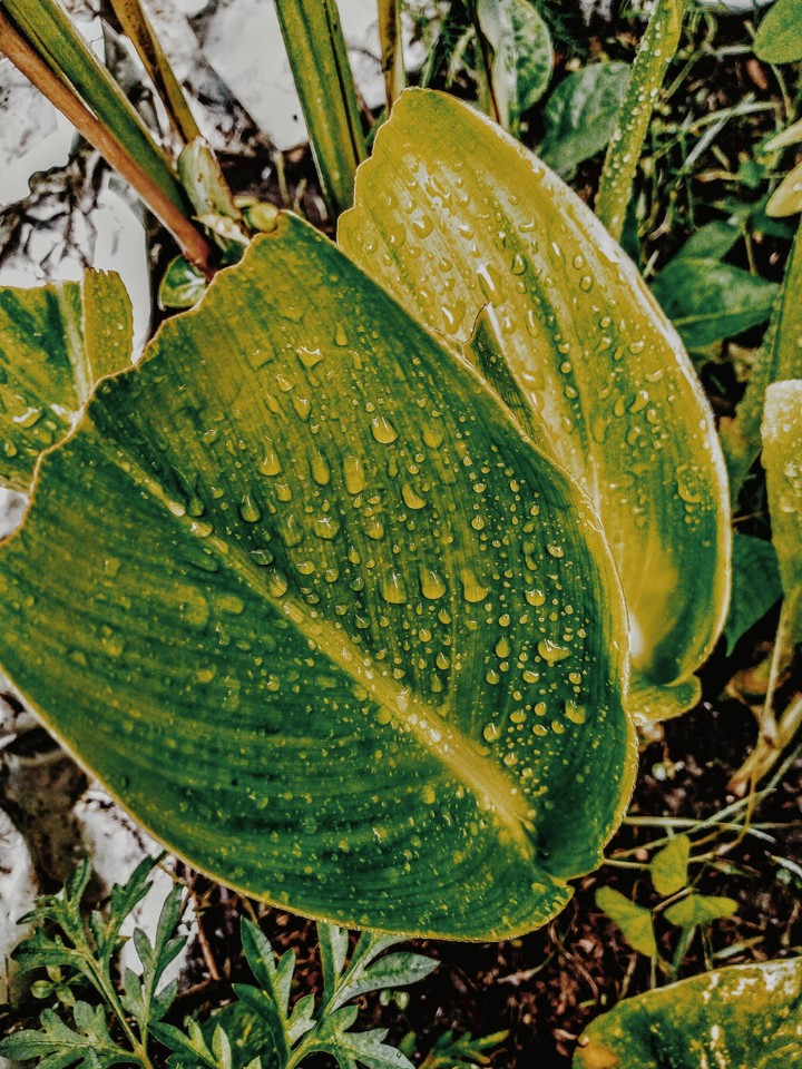 #rainyday #water #falls #droplets #leaves #captured