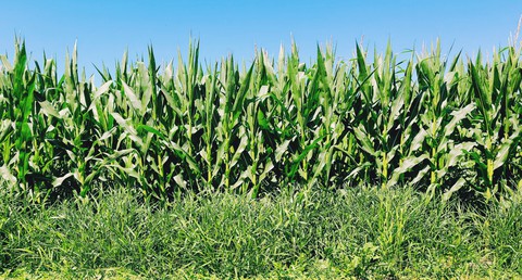 Corn Field