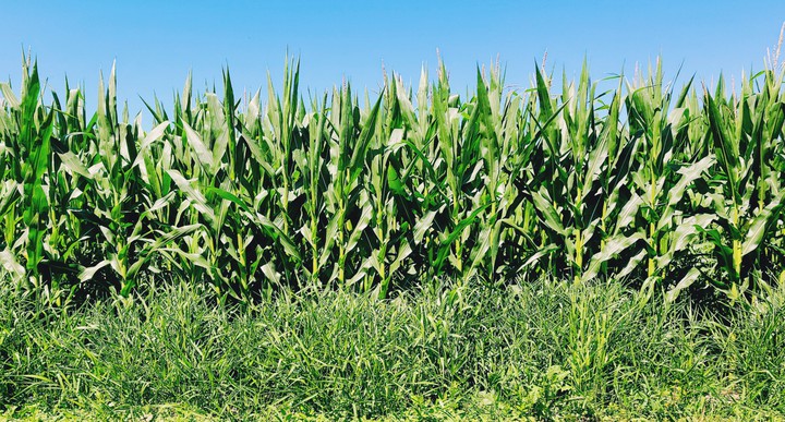 Corn Field