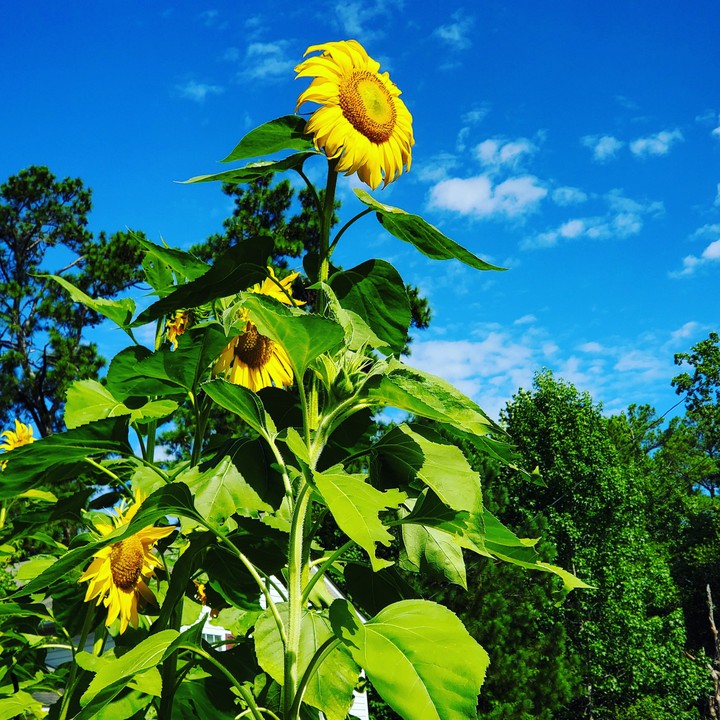 Proud Sunflower