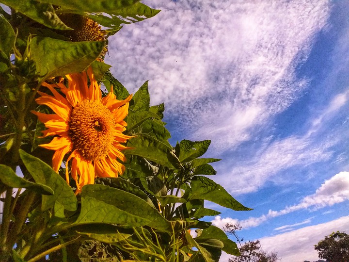 sunflower