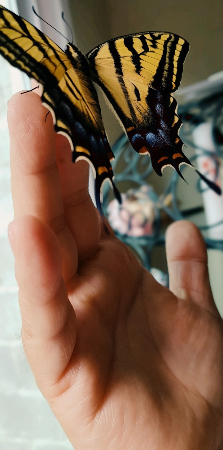 Mariposa 2