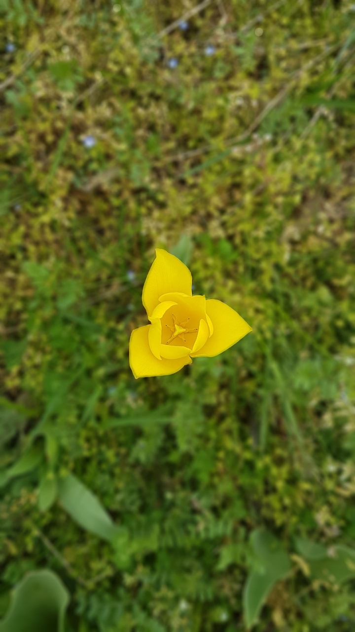 Tulip