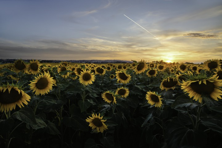 sunflowers field