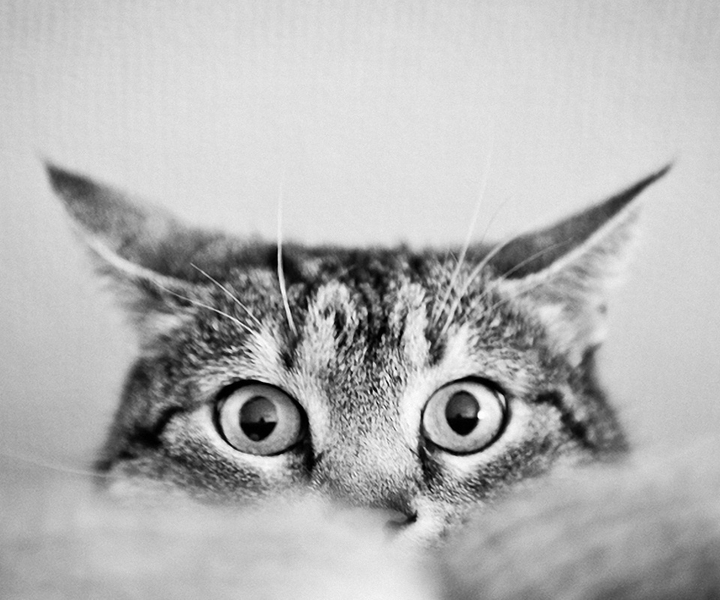 Это котик)