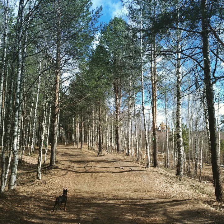 Лес