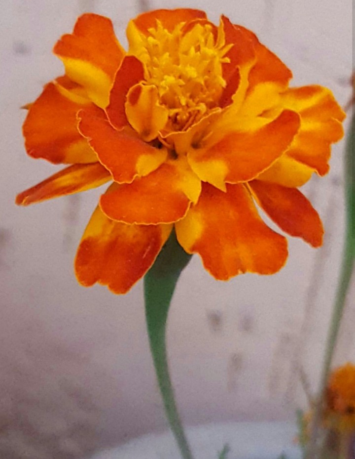 My garden's flower
