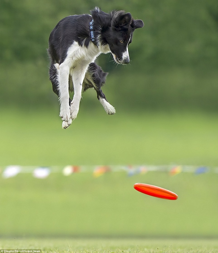 Because There Is No Better Dog