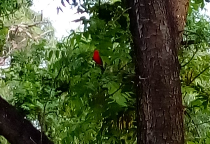 bird