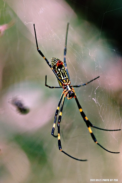 Close-up, arachnid वॉलपेपर