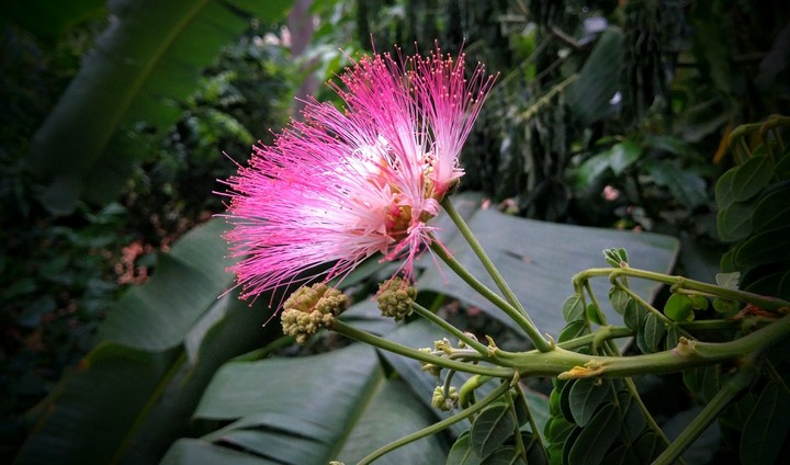 pink beauties