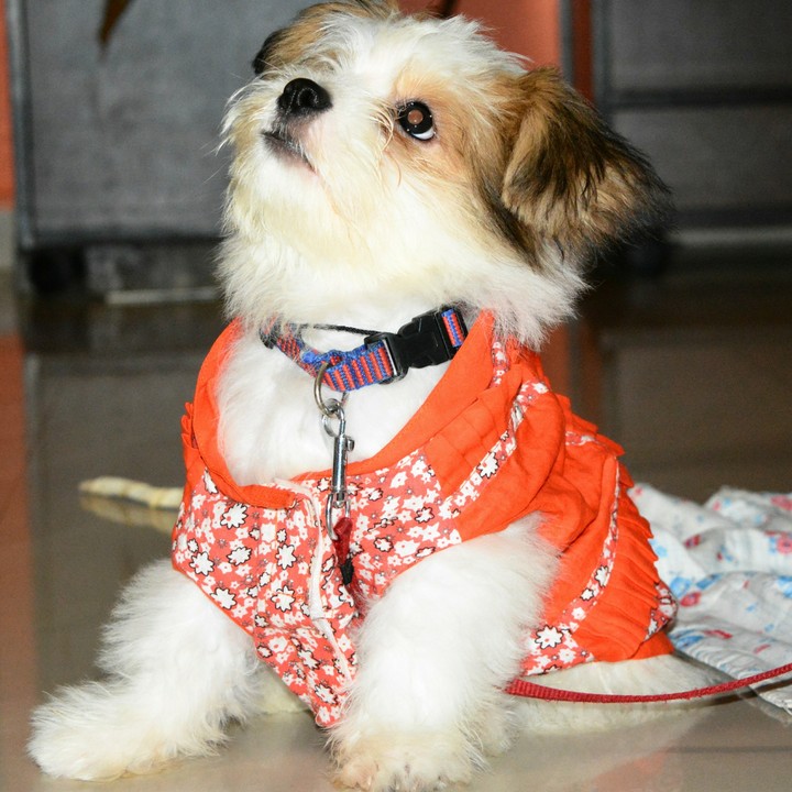 lhasa apso