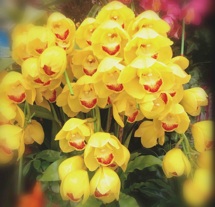 Yellow orchid