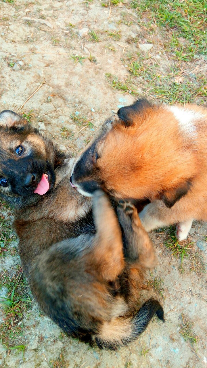 Cute dogs