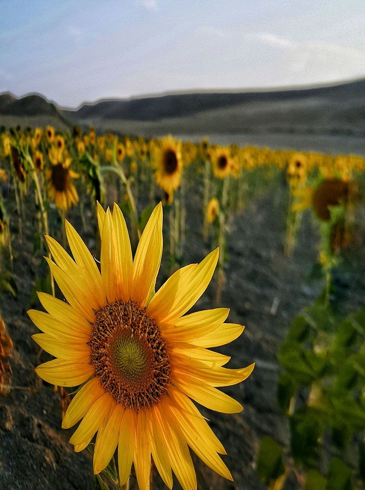 Sun Flower 2