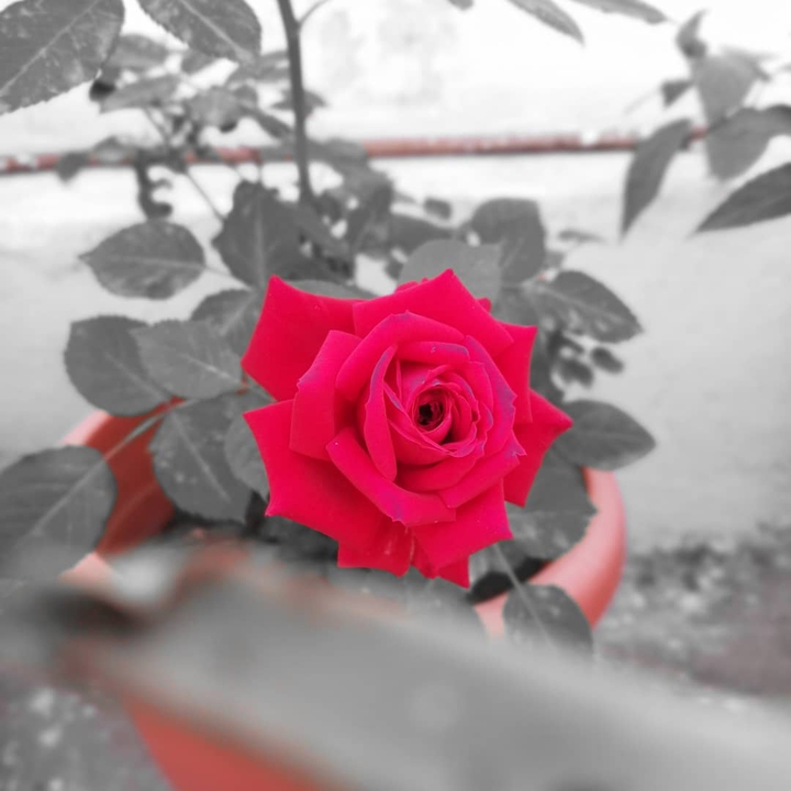 roses