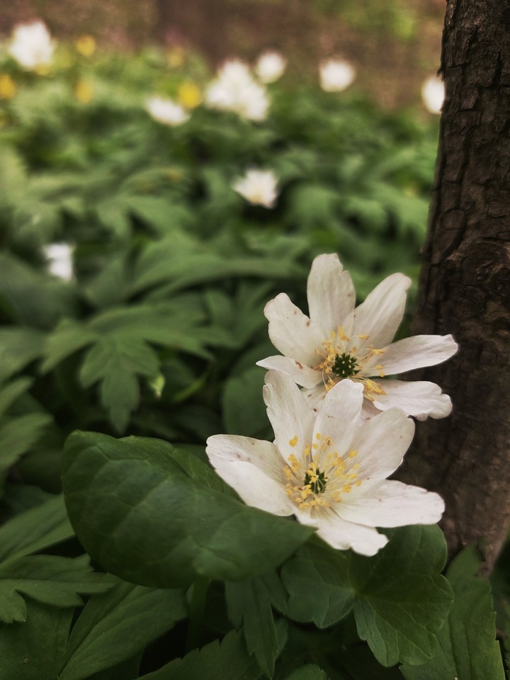 Spring in Kiev