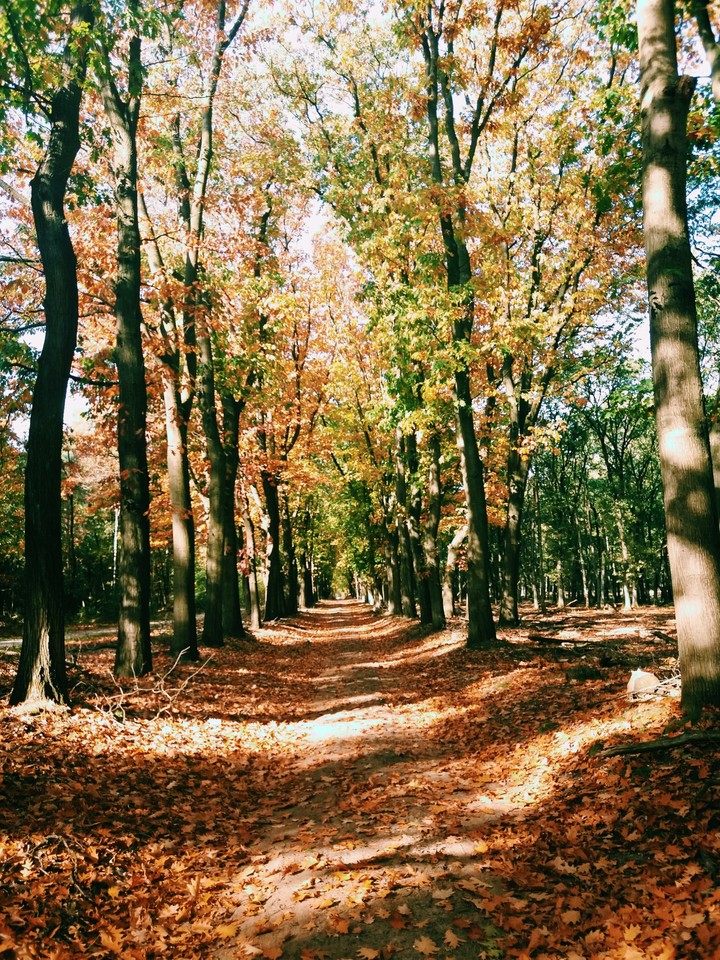 trees