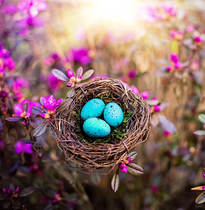 nest