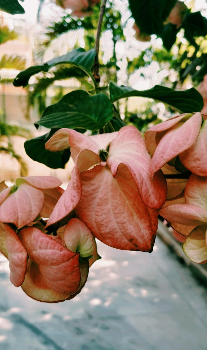 Pink leaves