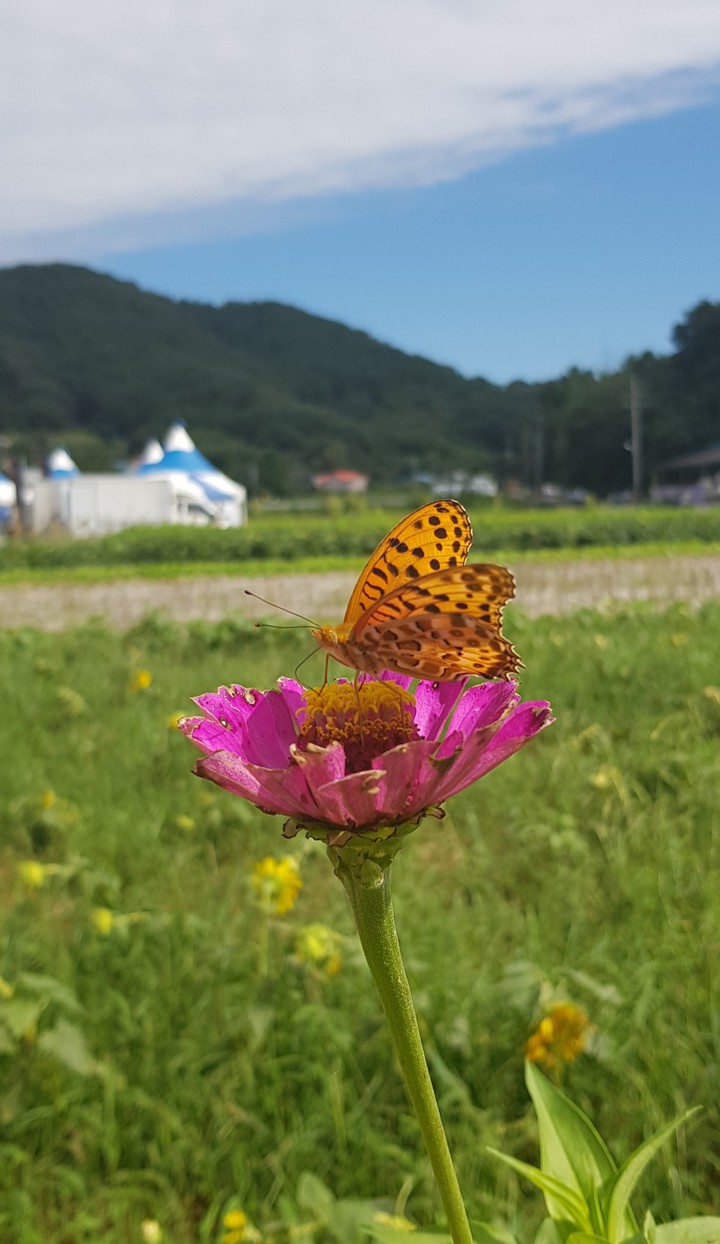 호랑나비