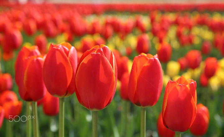 The tulip fields2