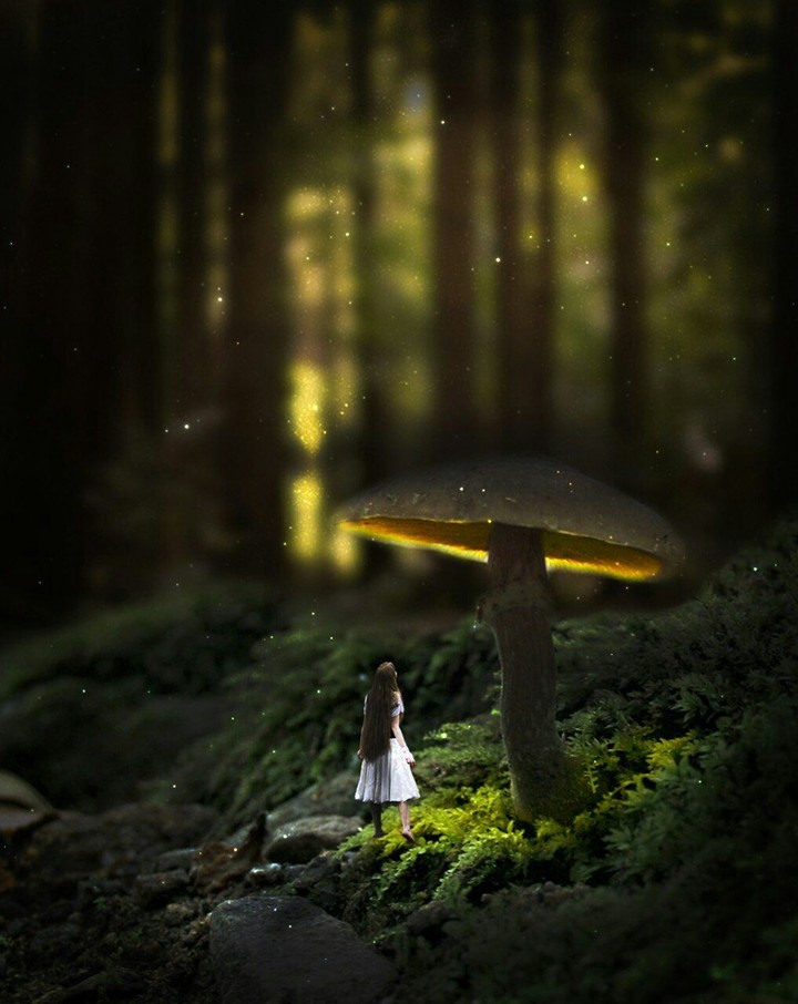 magic forest