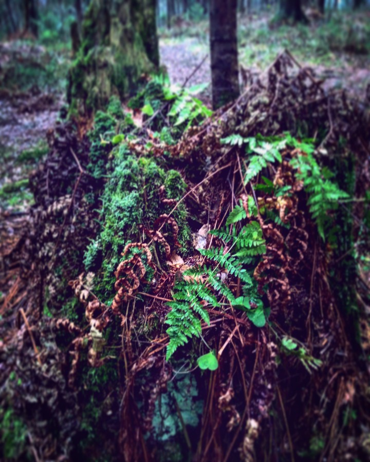 forest