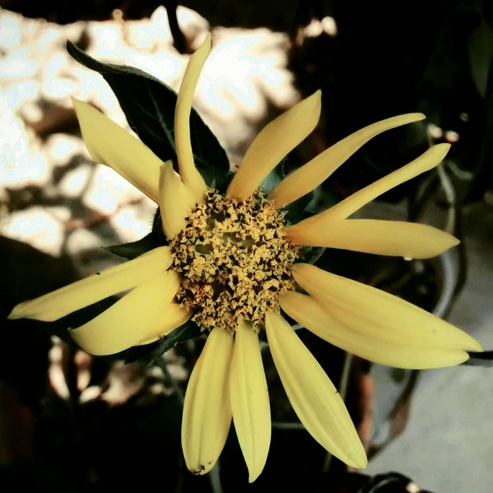 sunflower