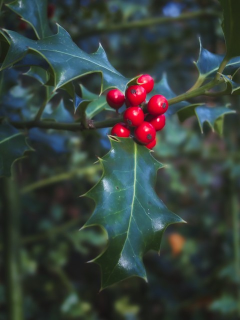 tapety holly, berry