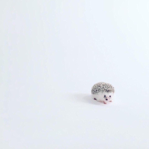 ежик