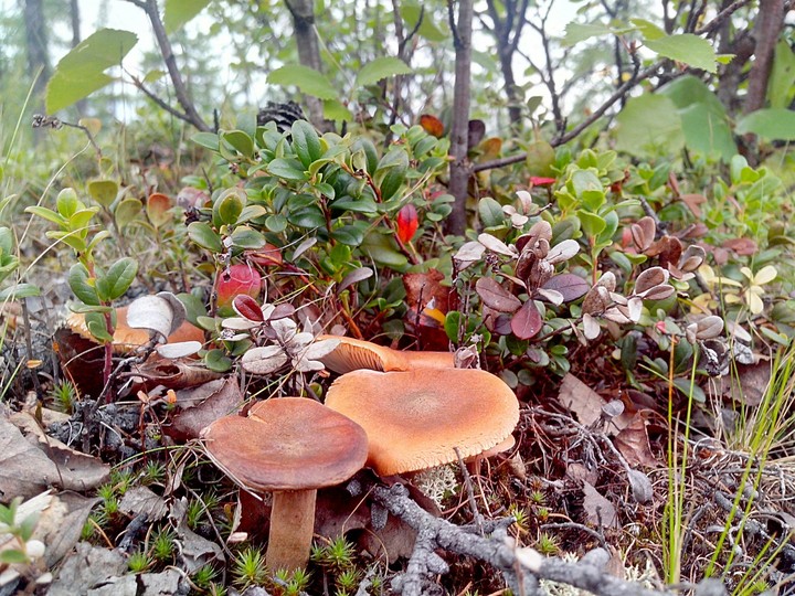 mushrooms
