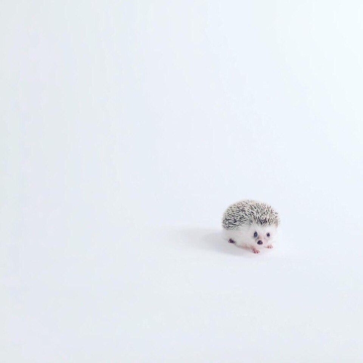 ежик
