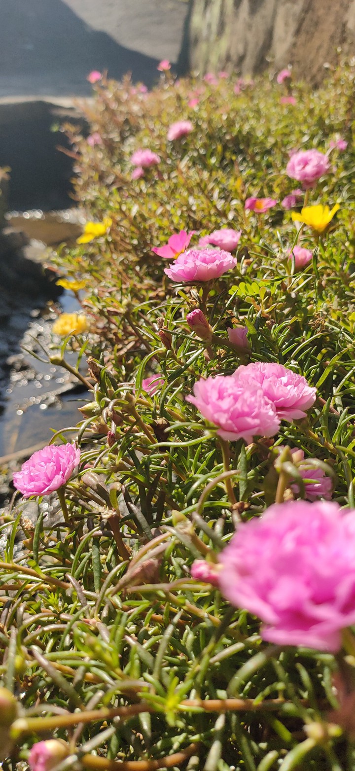 a litle flower