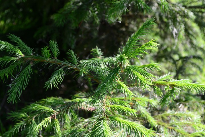tree
