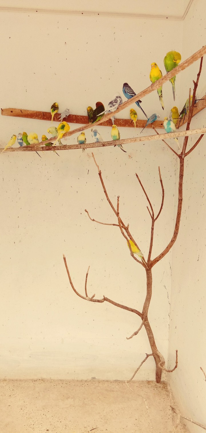 Gossip_more#birds