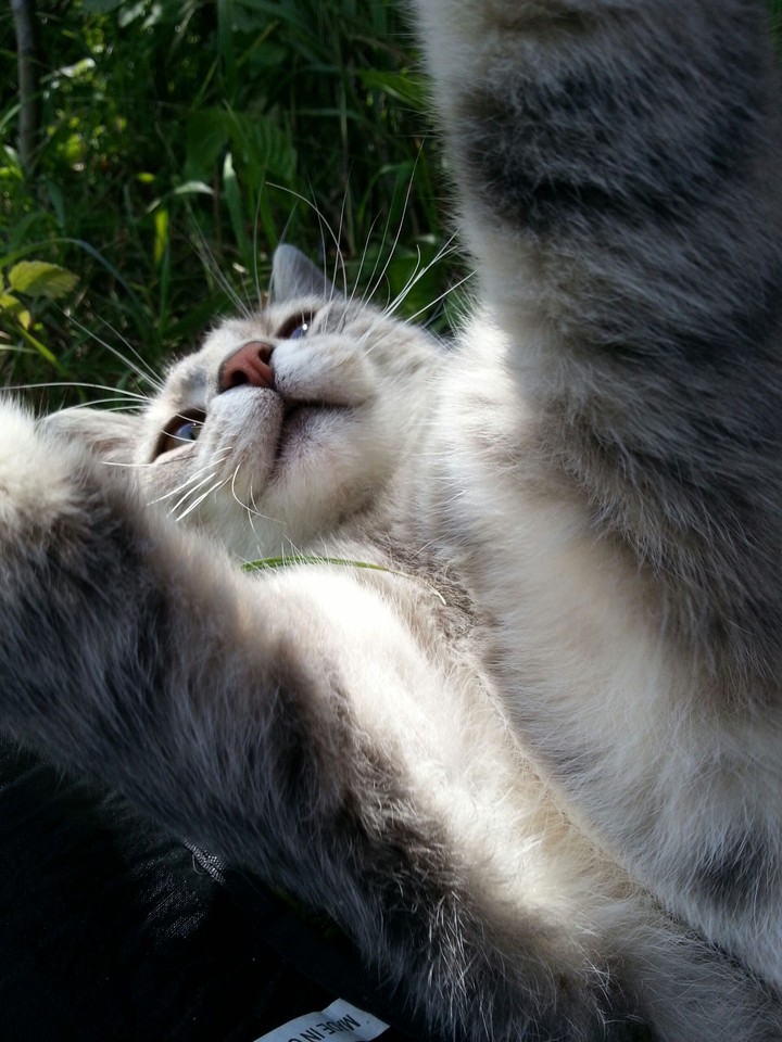 lovely grey cat