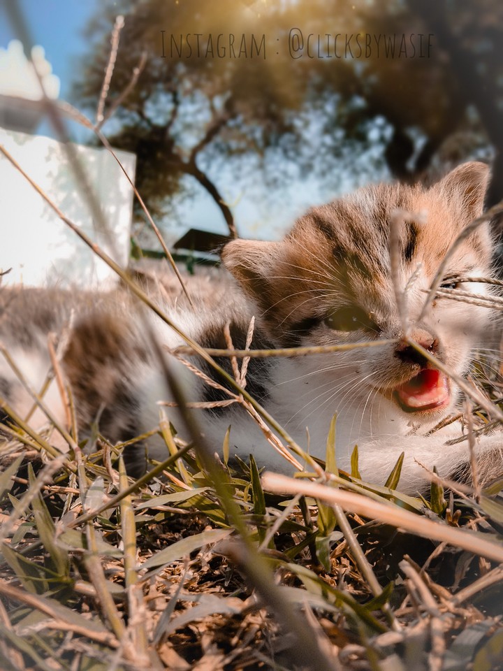 kitty laughs