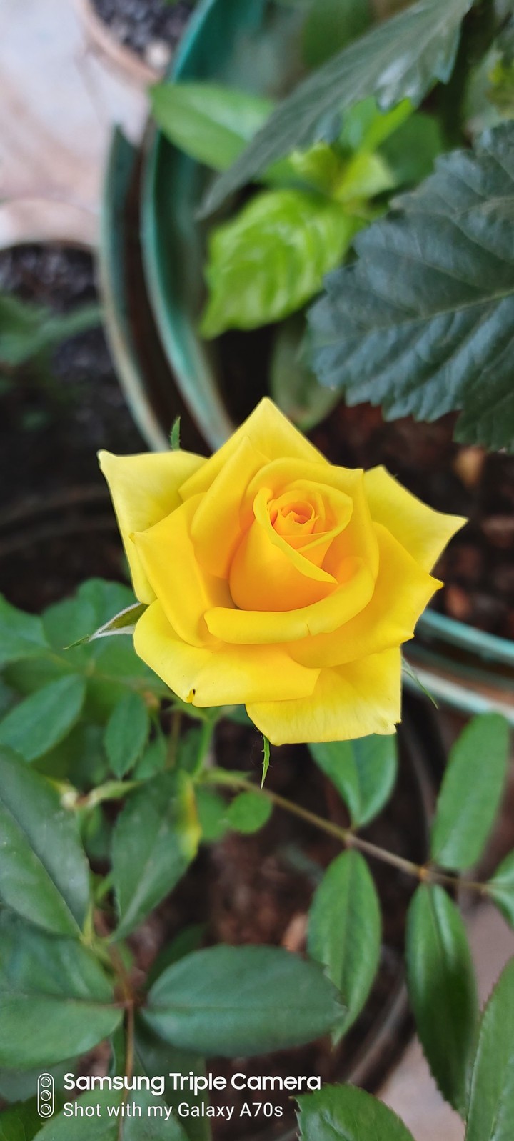 yellow rosssi