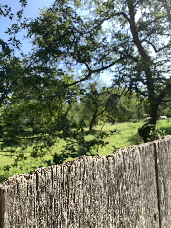 apple orchard