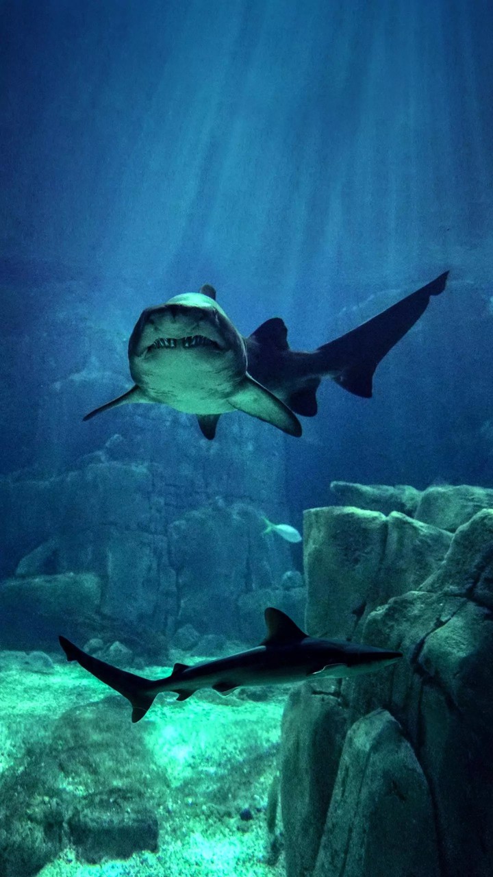 Salmon Sharks