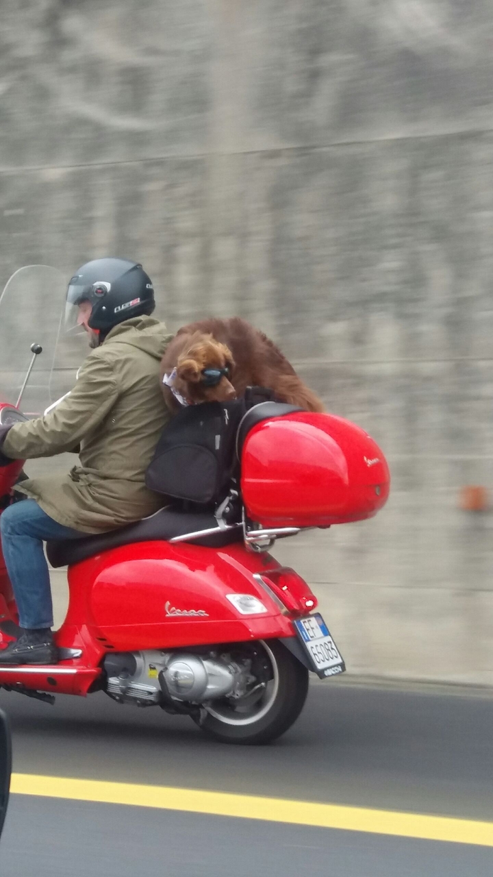 oh my dog