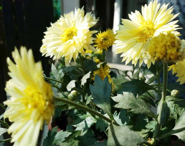 Flower