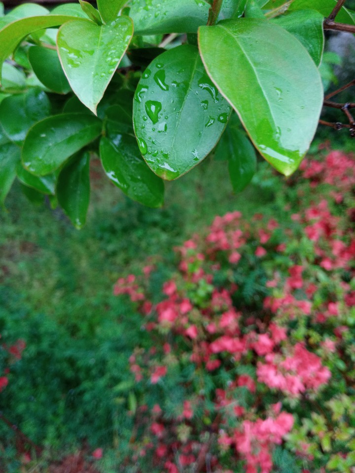 leaves
