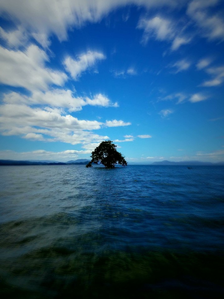 solem tree
