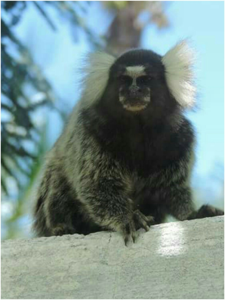 Sagui